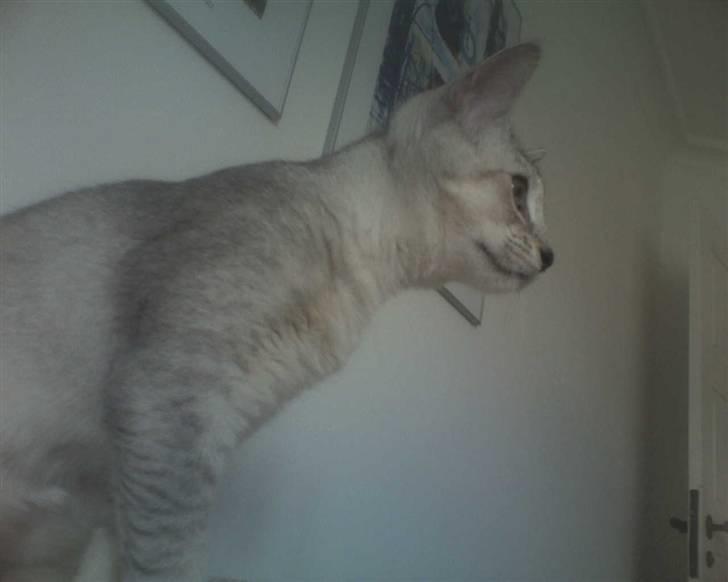 Blanding af racer Smokey abyssinier bld billede 9