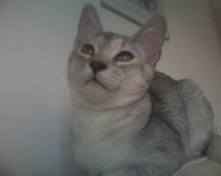 Blanding af racer Smokey abyssinier bld billede 10