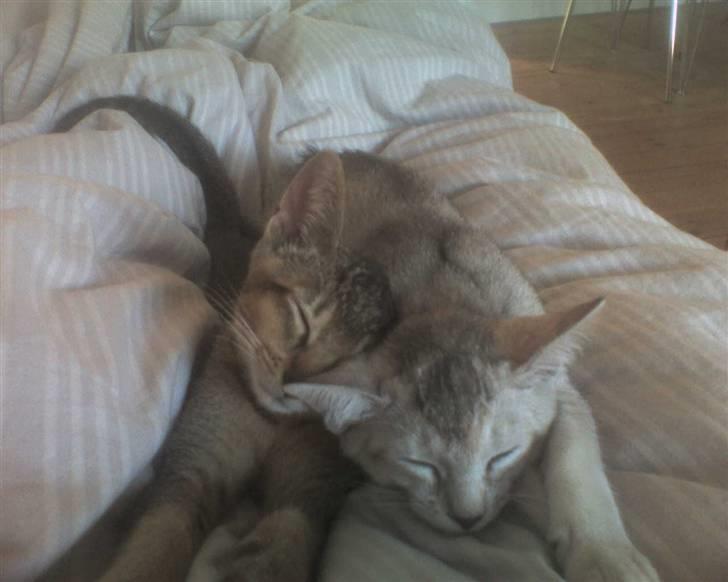 Blanding af racer Smokey abyssinier bld billede 11