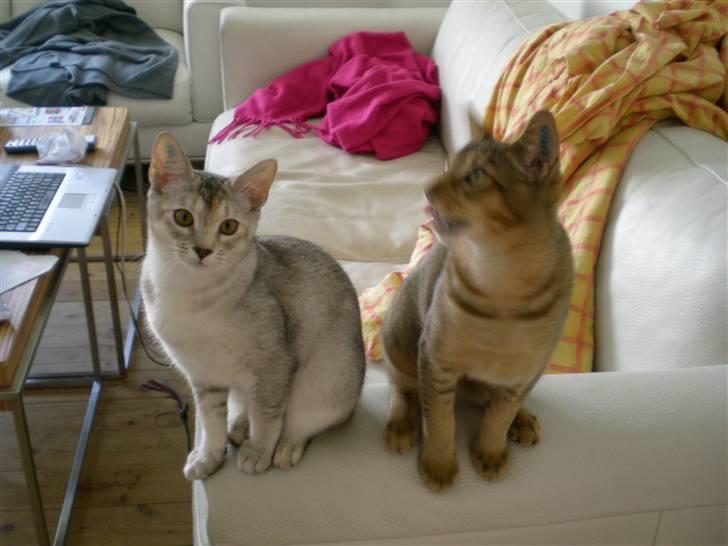 Blanding af racer Smokey abyssinier bld billede 12