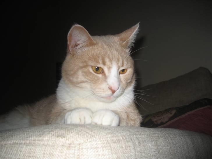 Blanding af racer Bent - hva søren er det..?? billede 6