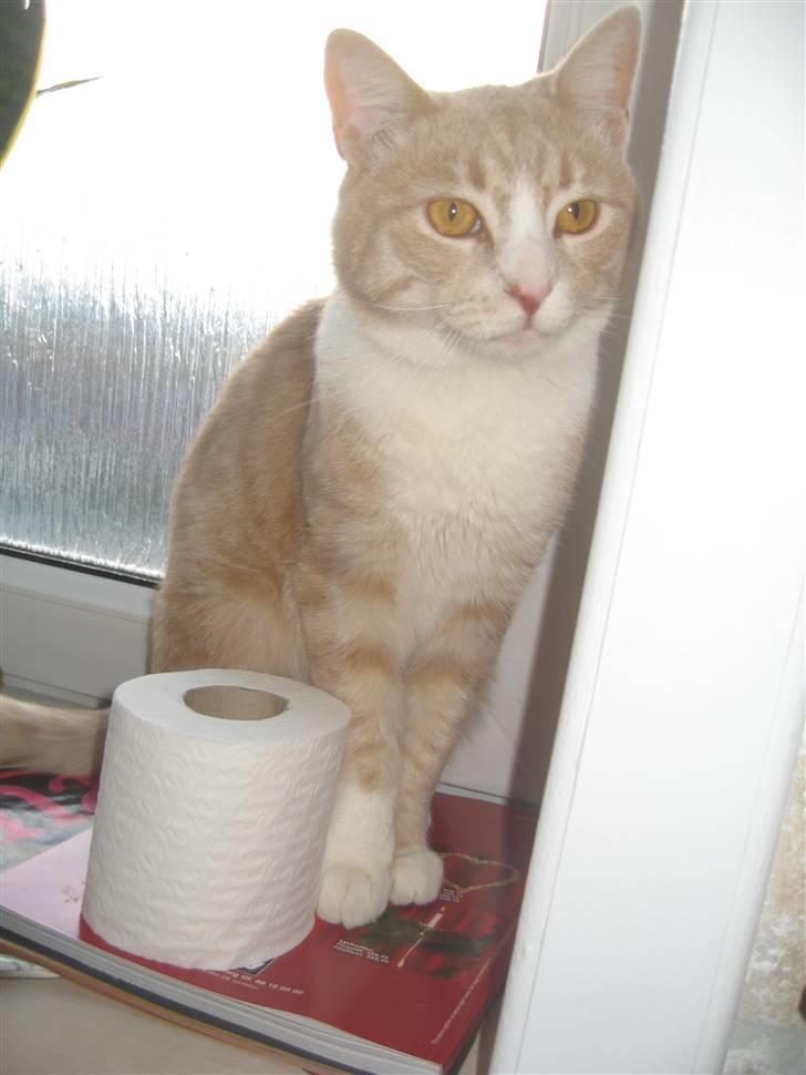 Blanding af racer Bent - flot og rank fyr det er jeg ihvertfald.. billede 7