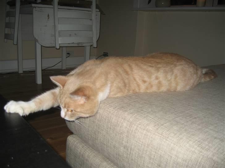 Blanding af racer Bent - haha, der er noget der nede.. billede 8