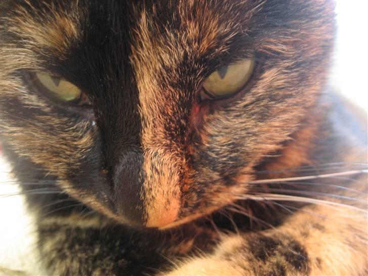 Huskat Misti - Så er du vist tæt nok på.... billede 10