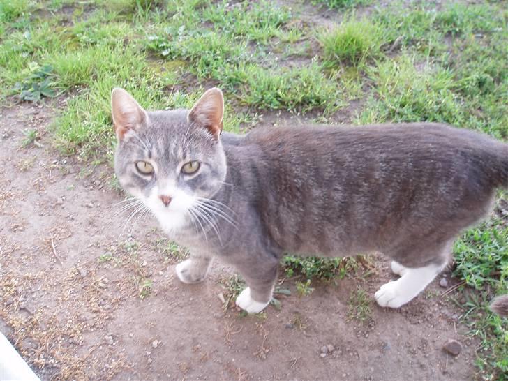 Blanding af racer Poul - skønneste Poul billede 1