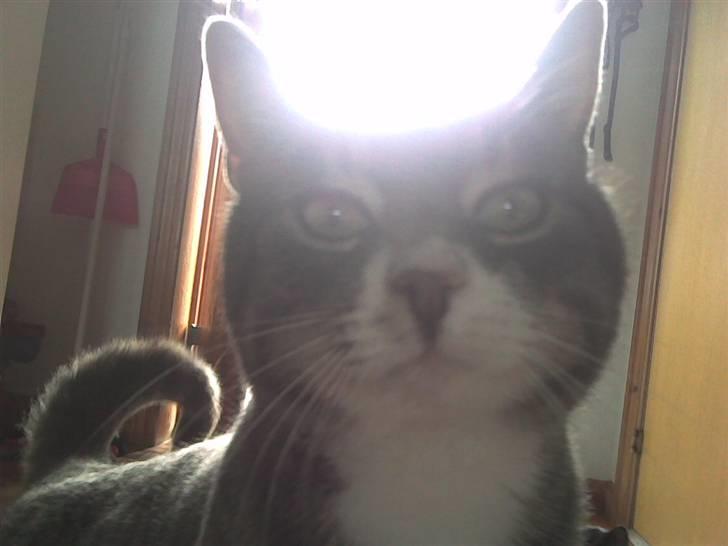 Blanding af racer Poul billede 2