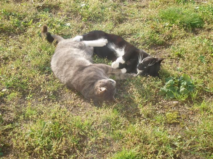 Blanding af racer Poul - Poul og Zule nyder aften solen billede 3