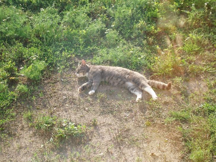 Blanding af racer Poul billede 4