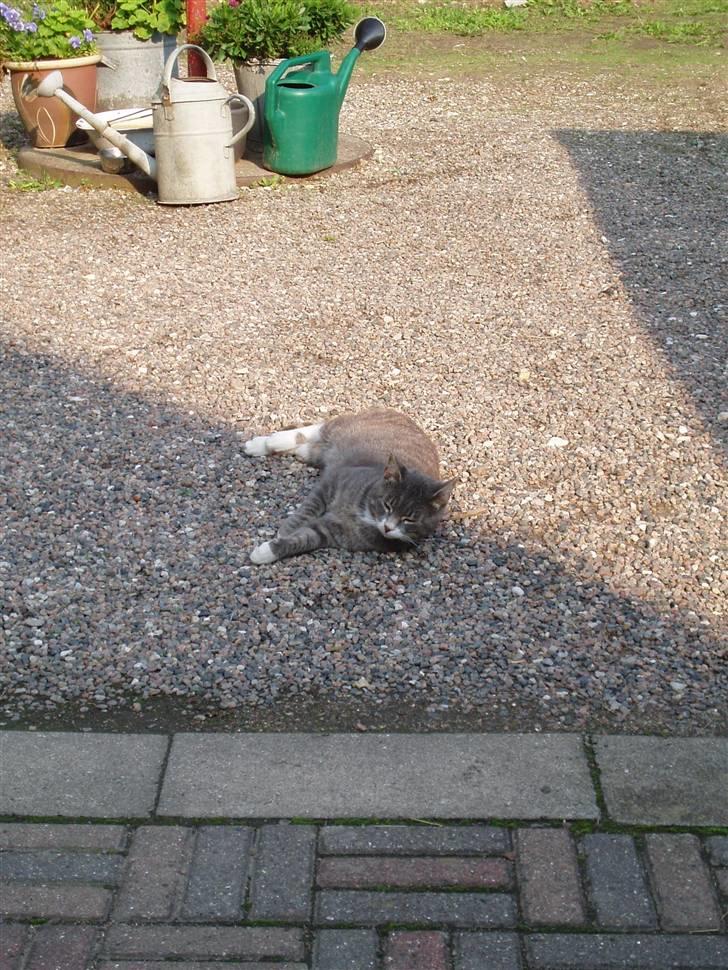 Blanding af racer Poul billede 5