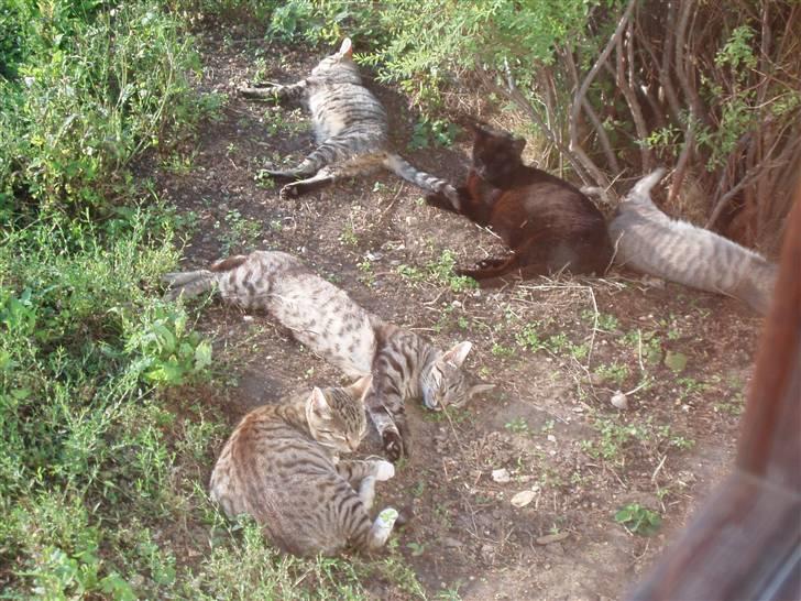 Blanding af racer Poul - Poul og vennerne (han er helt over i busken) billede 6