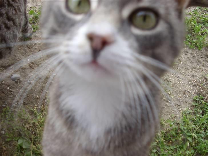 Blanding af racer Poul - nysgerrig...mig ? billede 7