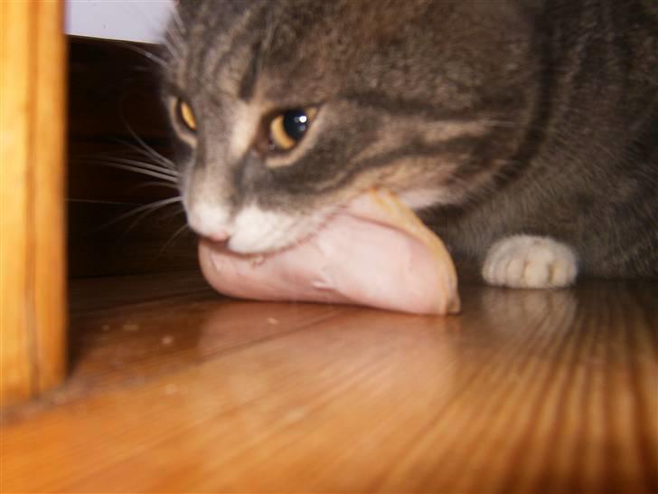 Blanding af racer Poul - mummm.... billede 8