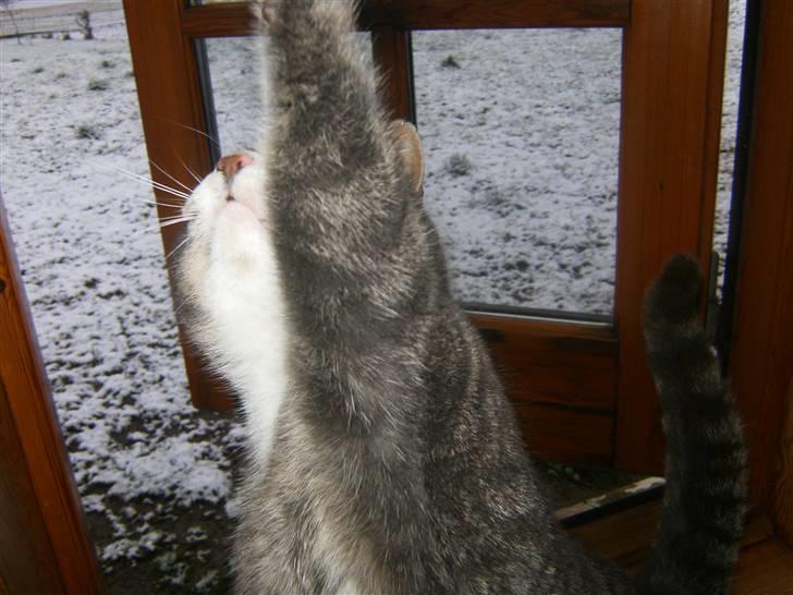 Blanding af racer Poul - jeg kan ikke nå den !! billede 9