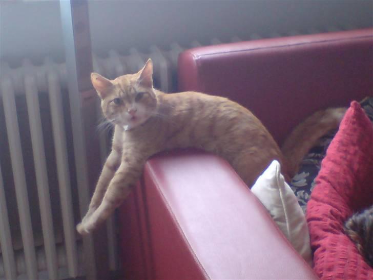 Huskat bubbi - Hænger lige lidt ud, ik *s* billede 3