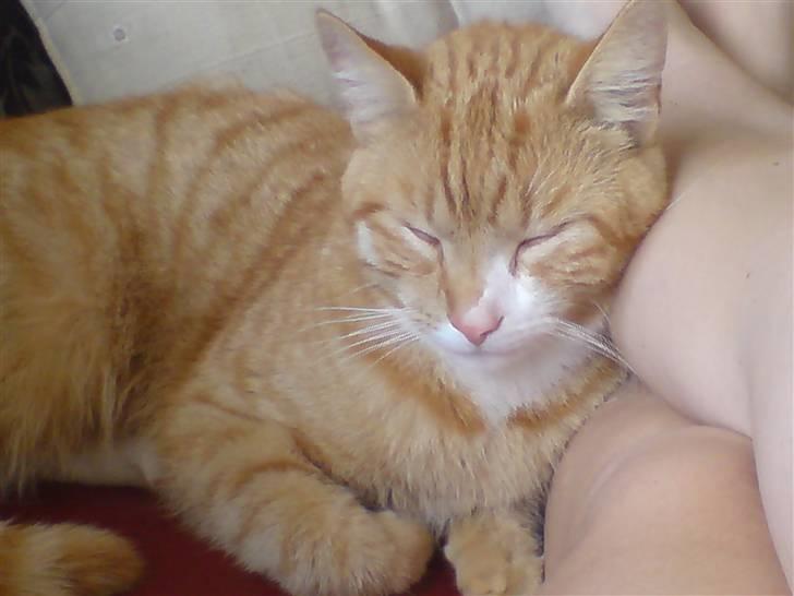 Huskat bubbi - eeeeelsker at putte...mmmm... billede 5