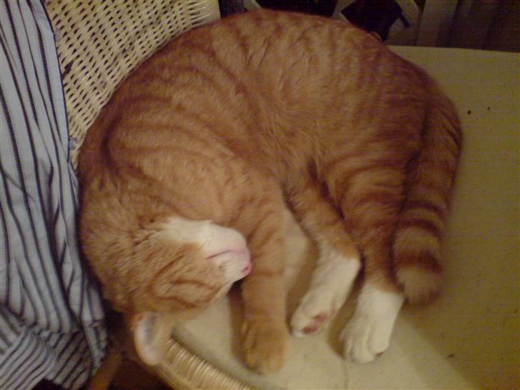 Huskat bubbi - snork *smiler* billede 7