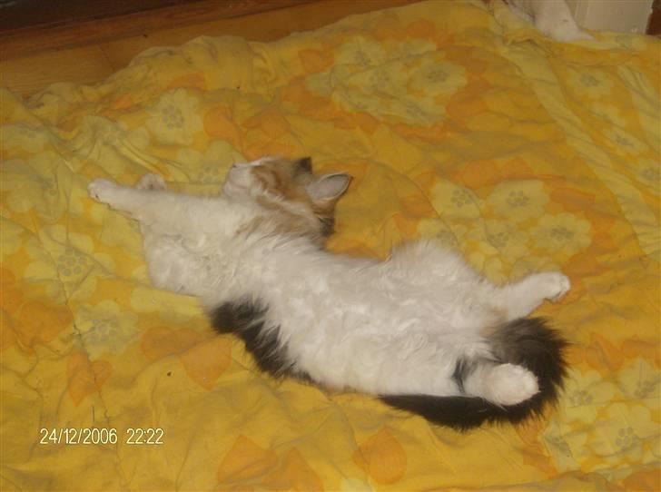 Norsk Skovkat Shakira (solgt) billede 14