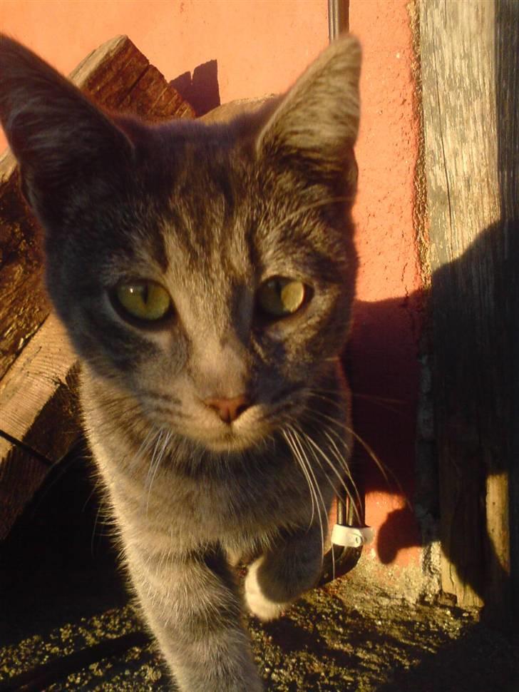 Huskat Bøllemis <3 RIP - Nyder aftensolen <3 billede 18