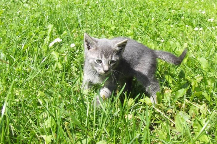 Huskat Bøllemis <3 RIP - Lille Bøllemis i solskinsvejret :D ca. 6 uger gammel billede 19