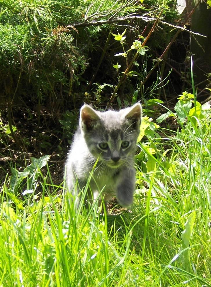 Huskat Bøllemis <3 RIP - Smukke bøllemis <3 ca. 6 uger gammel billede 20