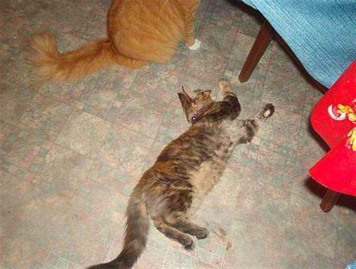 Maine Coon Smilla - Nogle af de første billeder der er blevet taget af hende "Er jeg ikke bare lang?" billede 5