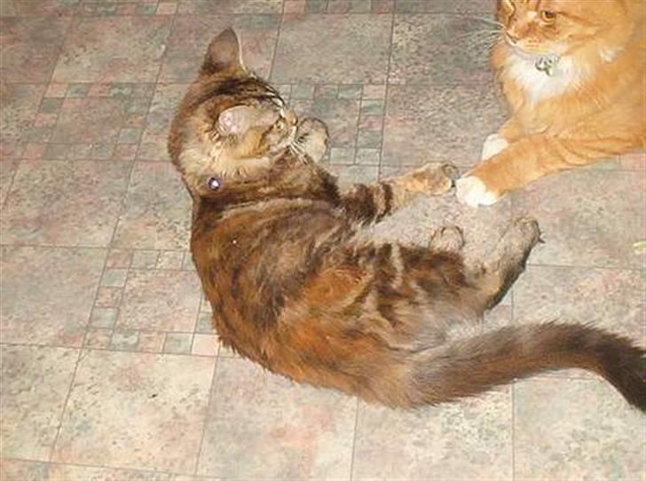 Maine Coon Smilla - Nogle af de første billeder der er blevet taget af hende, her ligger jeg sammen med Tiger billede 6