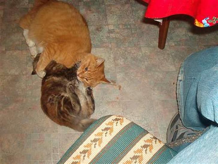 Maine Coon Smilla - Nogle af de første billeder der er blevet taget af hende, så tager vi lige en slåskamp billede 8