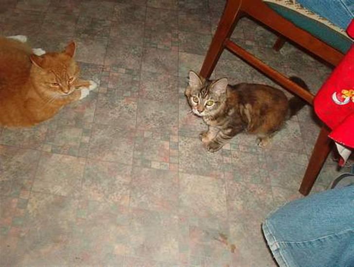 Maine Coon Smilla - Nogle af de første billeder der er blevet taget af hende, Smilla og Tiger billede 9