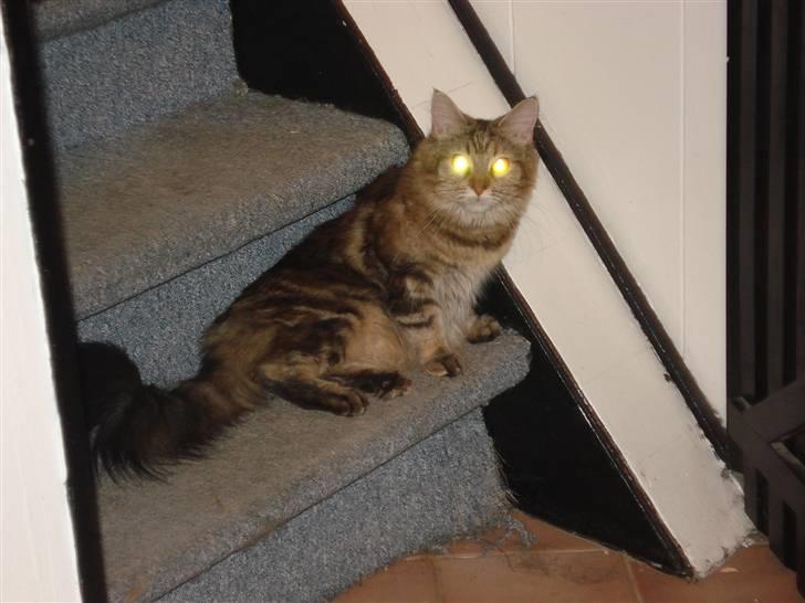 Maine Coon Smilla - Sidder lige her på trappen billede 10