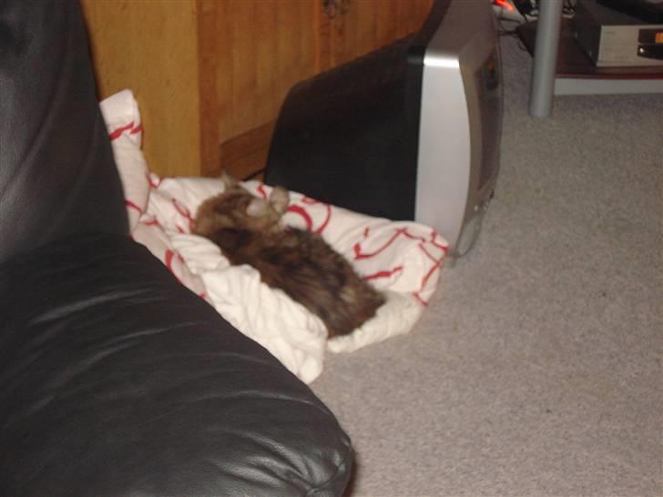 Maine Coon Smilla - Ligger lige og sover her dejlig lun billede 12