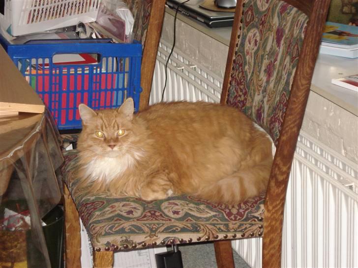 Norsk Skovkat Tiger - Ligger lige her billede 1