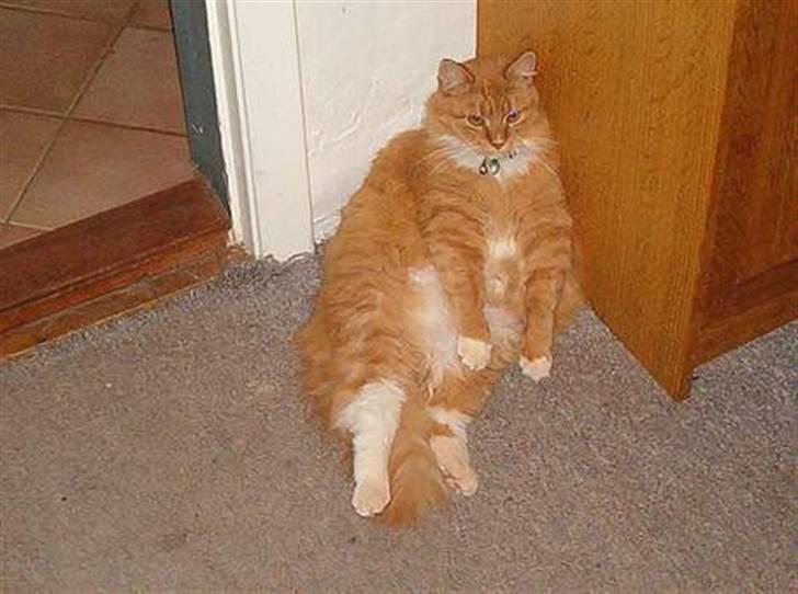 Norsk Skovkat Tiger - Sidder lige her op ad væggen billede 2