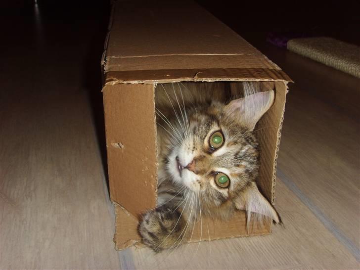 Maine Coon Silke - Jeg elsker tomme papkasser..  billede 1