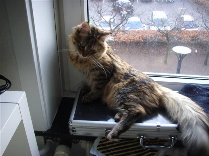 Maine Coon Silke - Er jeg ike bare bedårende..  billede 2