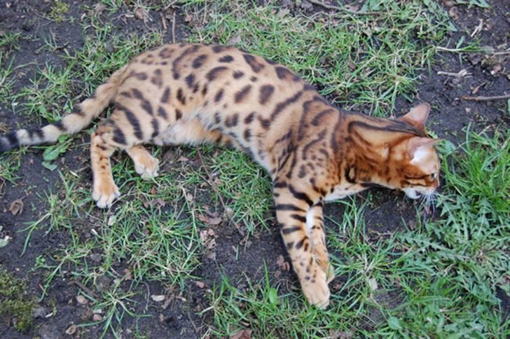 Bengal Leopardettes Lux of Lama billede 17