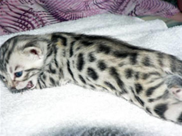 Bengal Leopard. Well Made Pearl billede 2