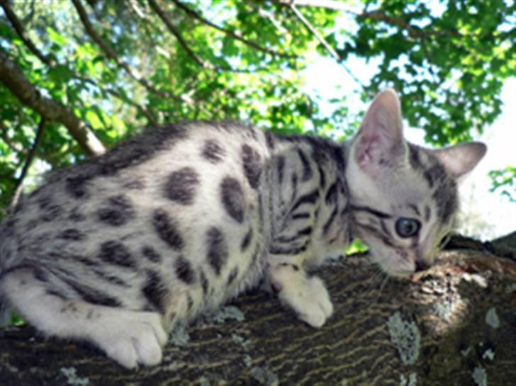 Bengal Leopard. Well Made Pearl billede 4