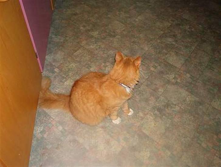 Norsk Skovkat Tiger - Nogle gamle billeder billede 3