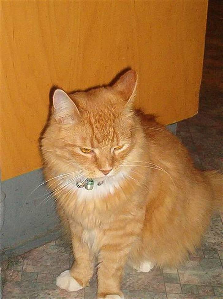 Norsk Skovkat Tiger - Nogle gamle billeder billede 4