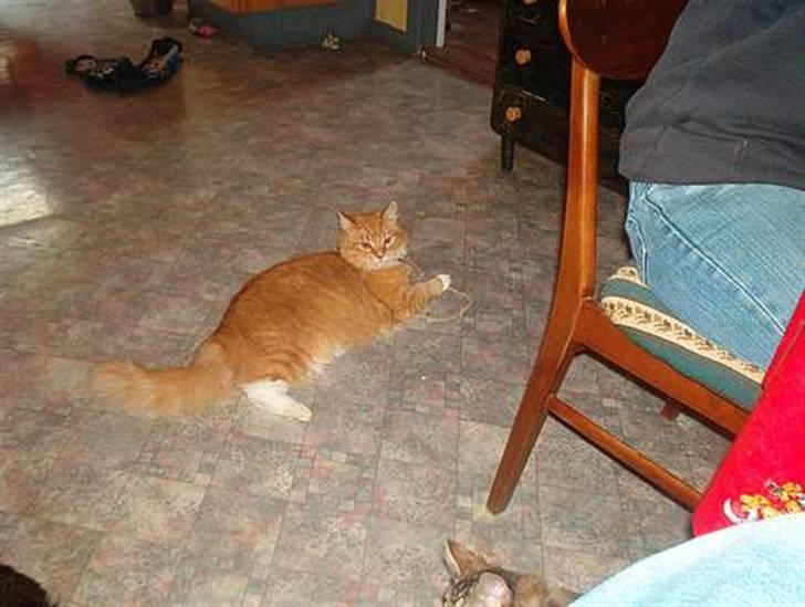 Norsk Skovkat Tiger - Nogle gamle billeder billede 7