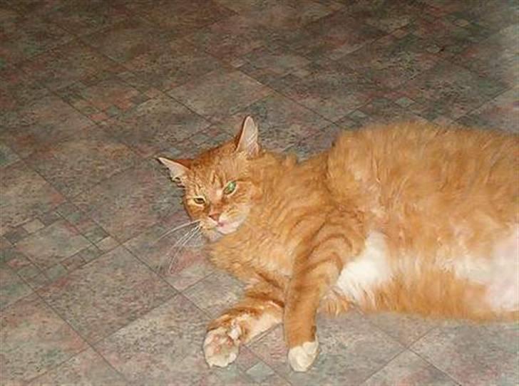 Norsk Skovkat Tiger - Nogle gamle billeder billede 8