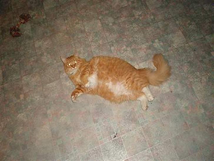 Norsk Skovkat Tiger - Nogle gamle billeder billede 9