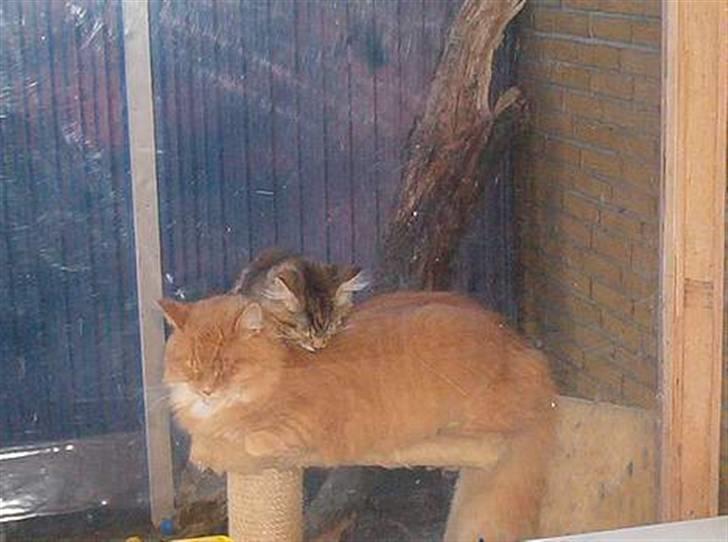 Norsk Skovkat Tiger - Vi sover lige her billede 10