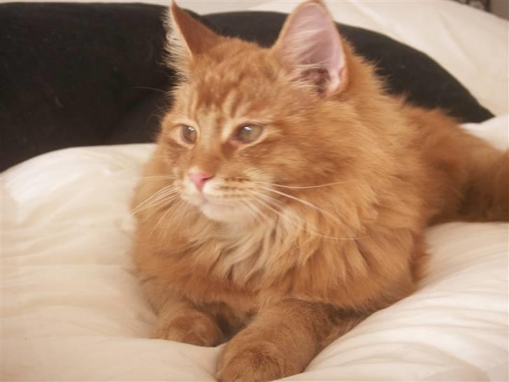 Maine Coon DK Kija Coon Aiko billede 17