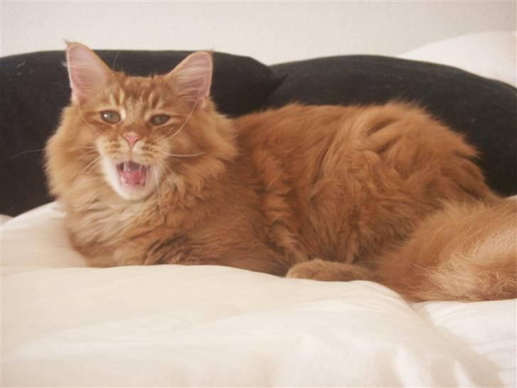 Maine Coon DK Kija Coon Aiko billede 18