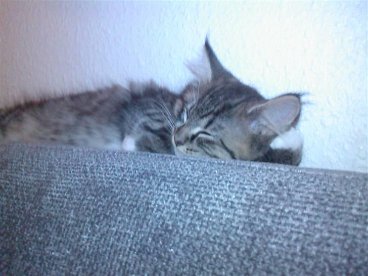 Blanding af racer Florian - Mmm dejligt med en lille lur. billede 6