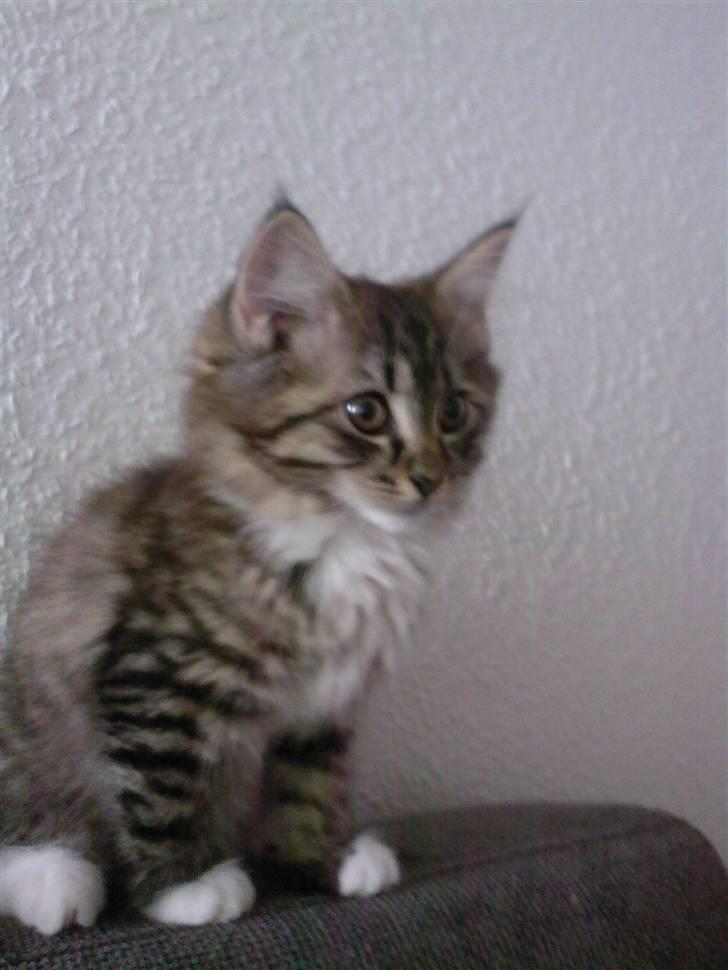 Blanding af racer Florian - ihh jeg blir da os bare større og større billede 7