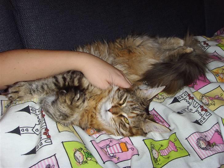 Maine Coon Silke - Putte putte putte billede 3