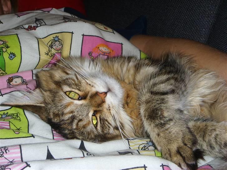 Maine Coon Silke - Det er ren hygge... billede 4