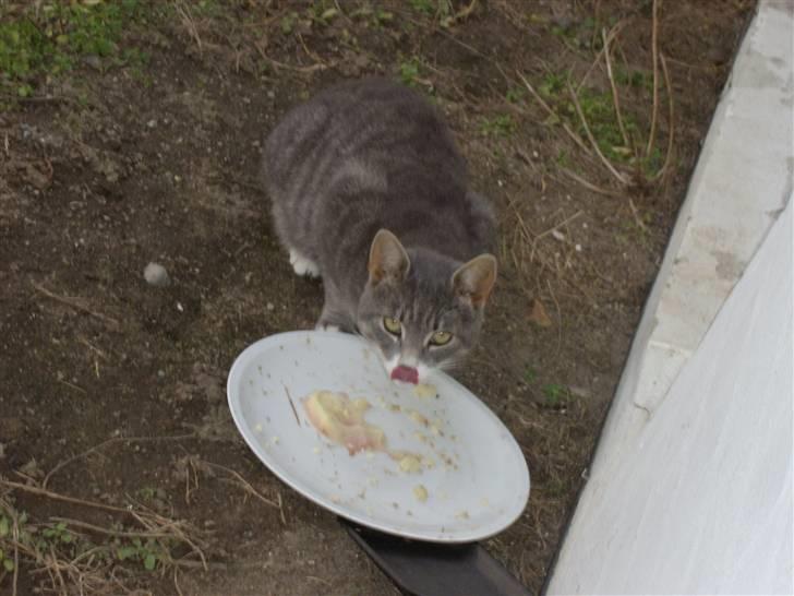 Blanding af racer Poul - mum...katte mad og katofelmos...mum billede 10